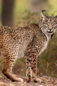 Incêndios e pressão humana afastam lobo ibérico do centro de Portugal